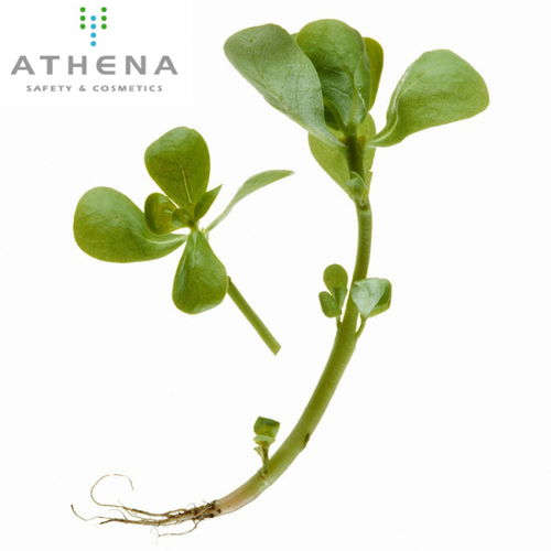 植物提取物的產品發展 從成分革新到市場增長的深度剖析