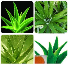 植物提取物在食品中的應用與監管