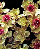 西安通江生物科技 穩步探索紅景天甙（Rosavin）全產業鏈新模式