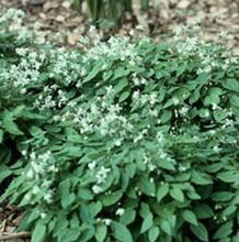 寶雞浩翔生物技術 天然植物提取物產品矩陣解析